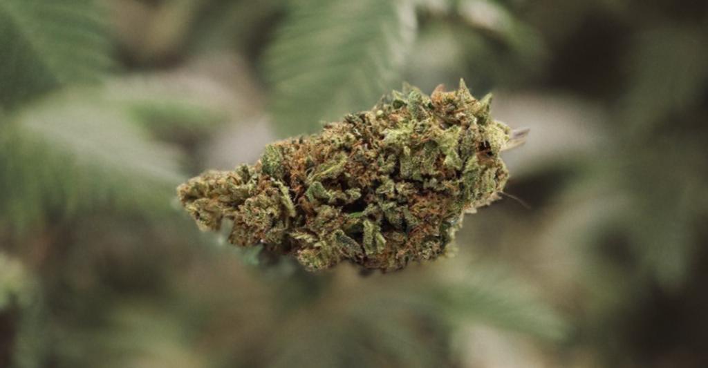 Fleur de CBD : Gorilla Glue