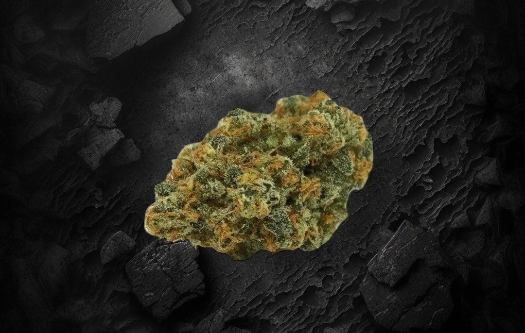 Fleur de CBD : BlueBerry
